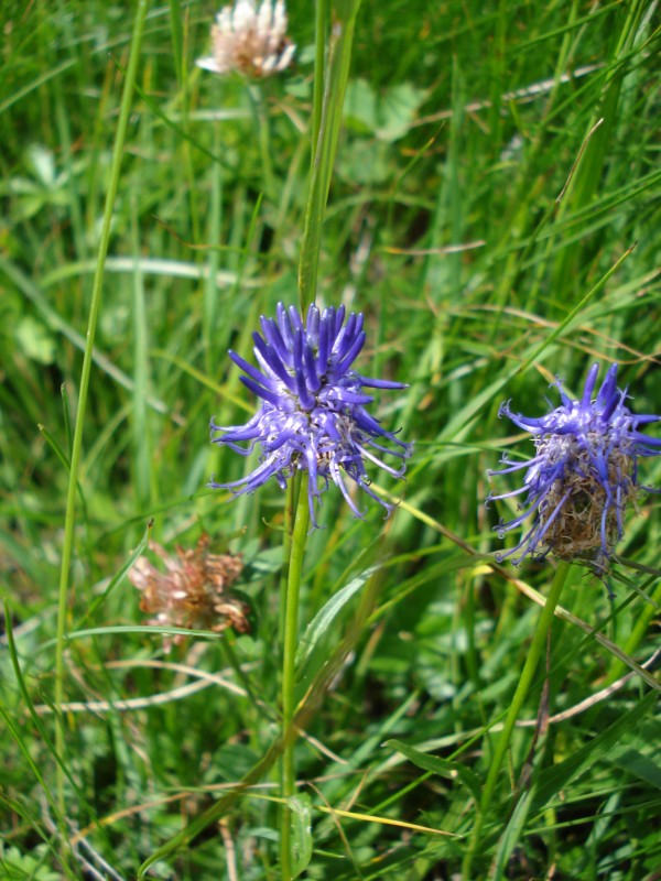 Phyteuma betonicifolium? - Phyteuma sp.
