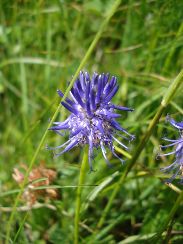 Phyteuma betonicifolium? - Phyteuma sp.