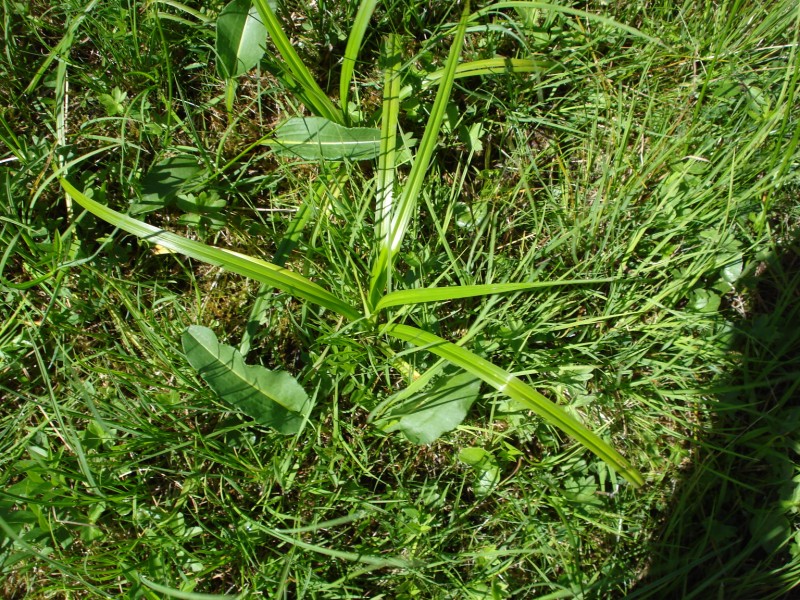 si tratta di CAREX GRACILIS?