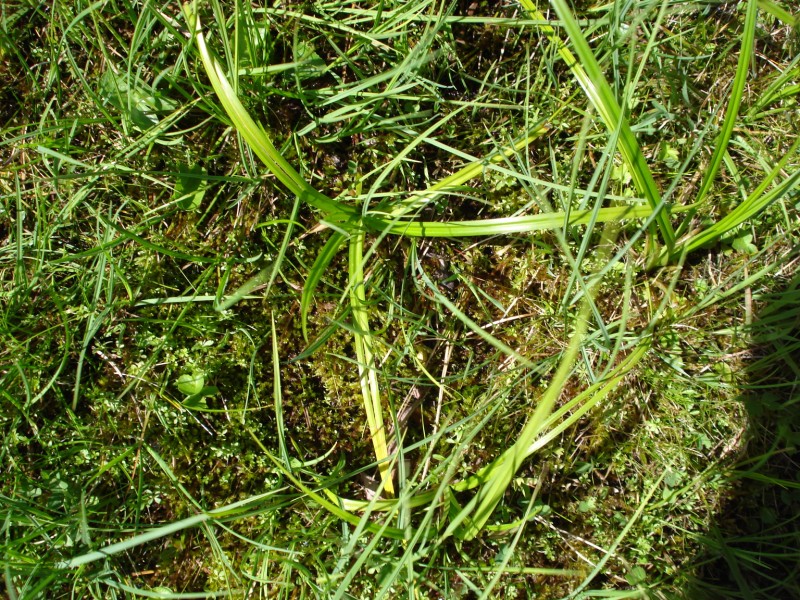 si tratta di CAREX GRACILIS?