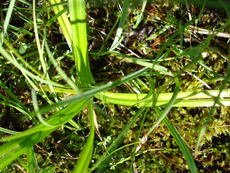 si tratta di CAREX GRACILIS?