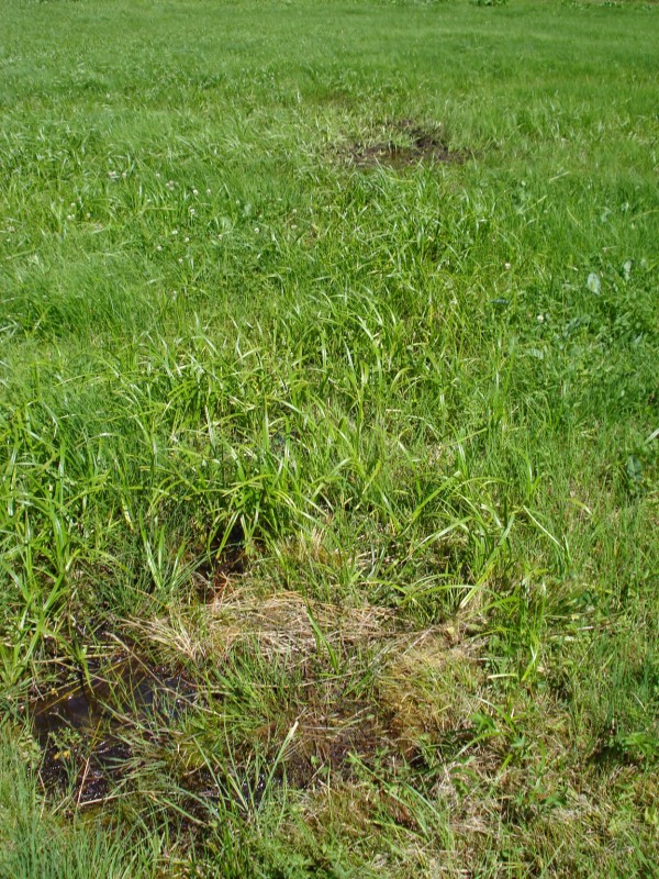 si tratta di CAREX GRACILIS?