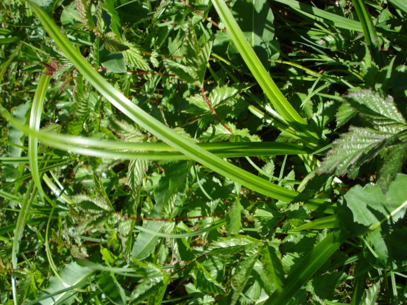 si tratta di CAREX GRACILIS?