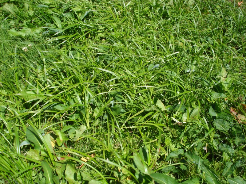 si tratta di CAREX GRACILIS?