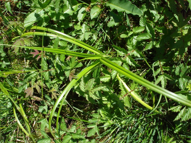 si tratta di CAREX GRACILIS?