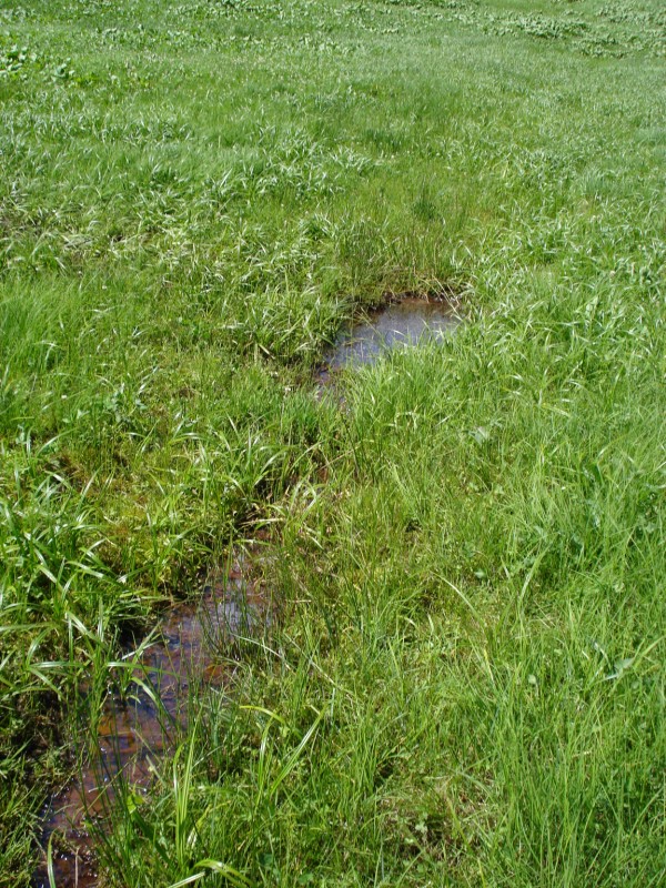 si tratta di CAREX GRACILIS?