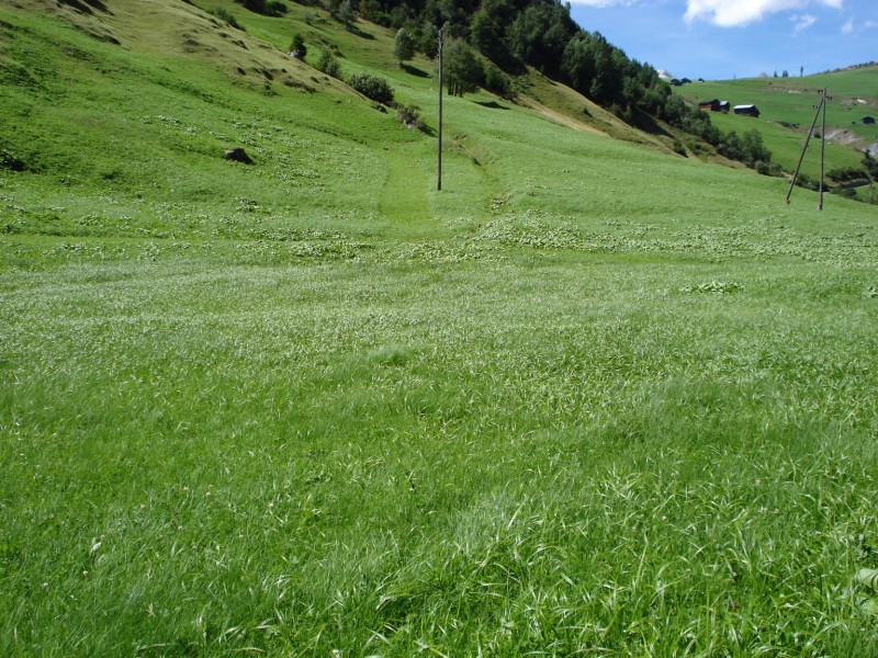 si tratta di CAREX GRACILIS?