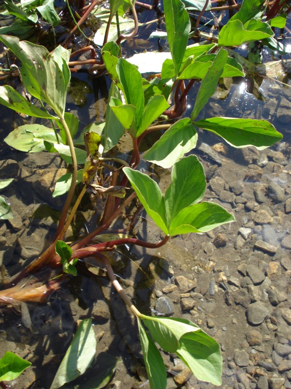 Menyanthes trifoliata / Trifoglio fibrino