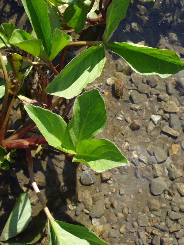 Menyanthes trifoliata / Trifoglio fibrino