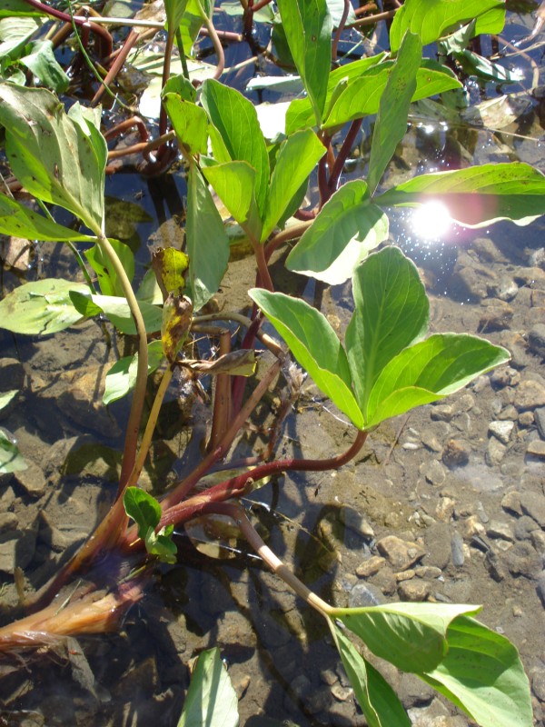 Menyanthes trifoliata / Trifoglio fibrino