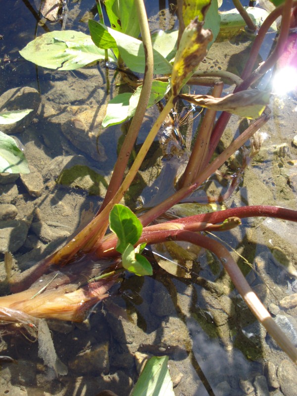 Menyanthes trifoliata / Trifoglio fibrino