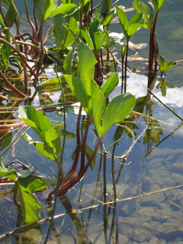 Menyanthes trifoliata / Trifoglio fibrino