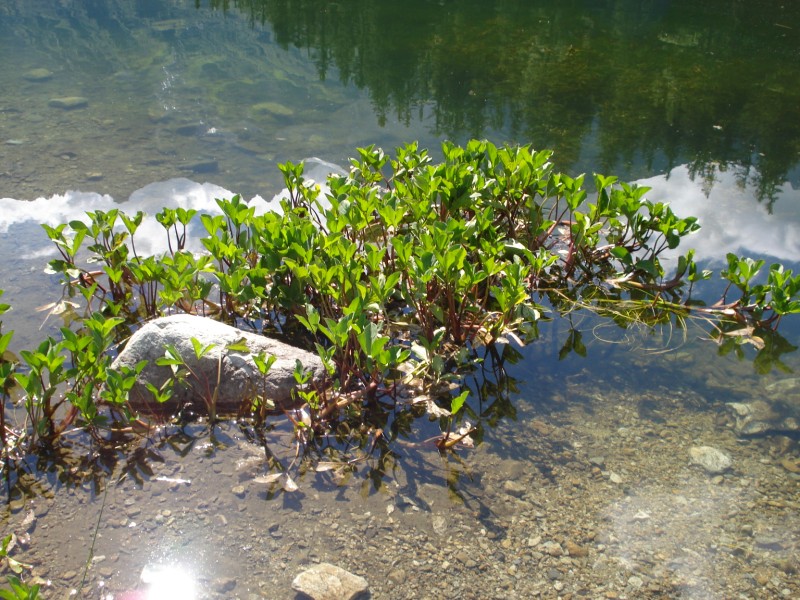 Menyanthes trifoliata / Trifoglio fibrino