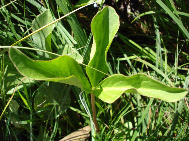 Menyanthes trifoliata / Trifoglio fibrino