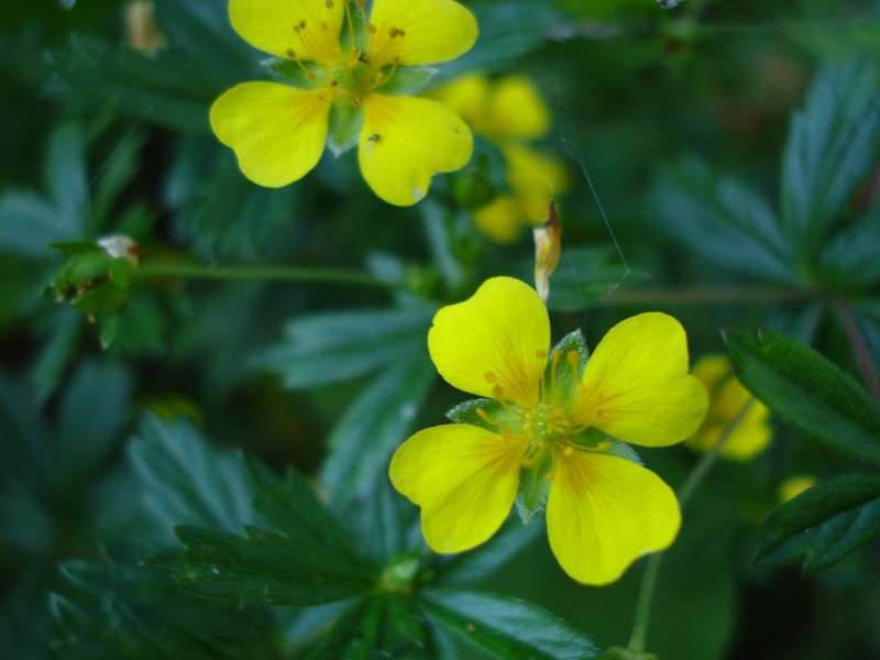 Potentilla erecta / Cinquefoglia tormentilla