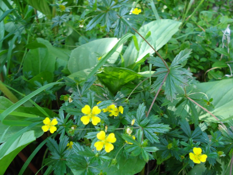 Potentilla erecta / Cinquefoglia tormentilla