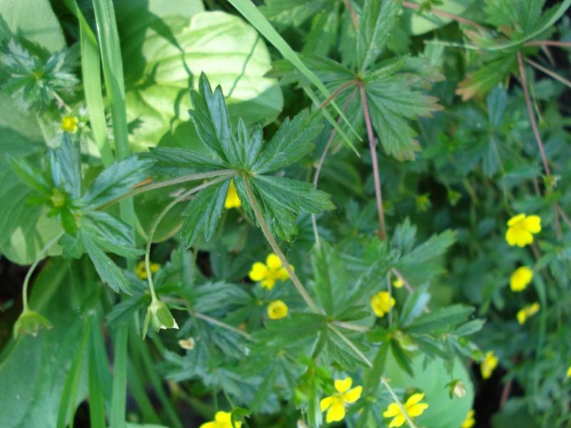 Potentilla erecta / Cinquefoglia tormentilla