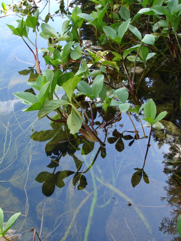 Menyanthes trifoliata / Trifoglio fibrino