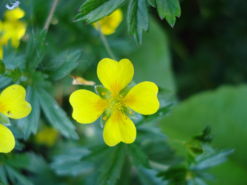 Potentilla erecta / Cinquefoglia tormentilla