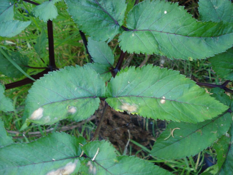 Angelica sylvestris / Angelica selvatica