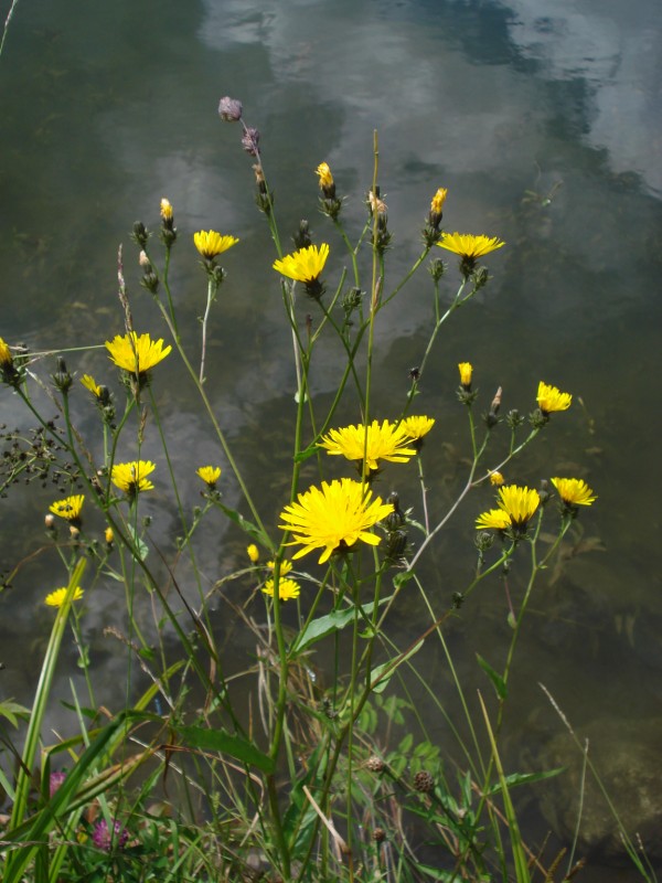 Hieracium ?? no, Picris hieracioides