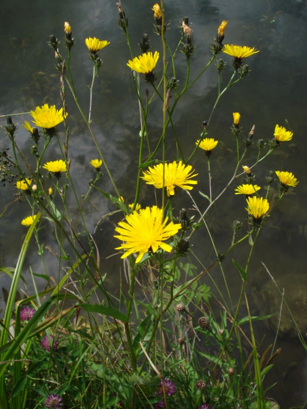 Hieracium ?? no, Picris hieracioides