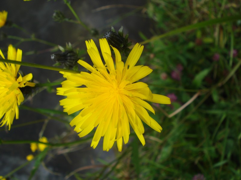 Hieracium ?? no, Picris hieracioides