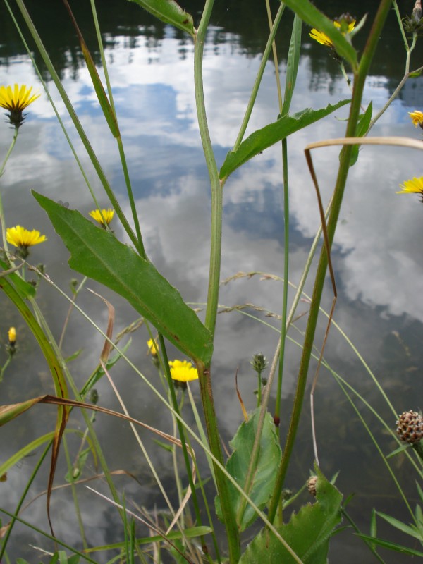 Hieracium ?? no, Picris hieracioides
