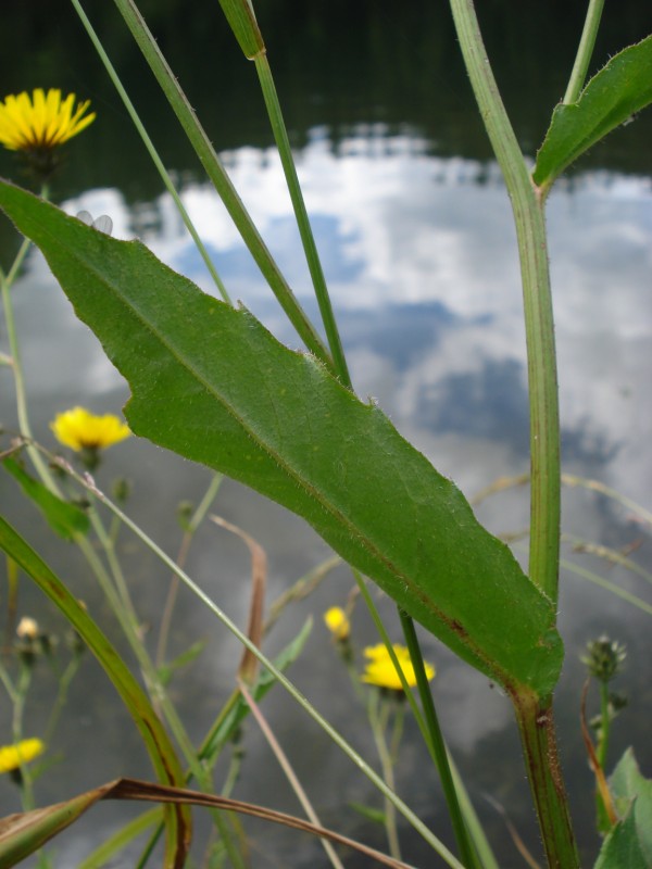 Hieracium ?? no, Picris hieracioides