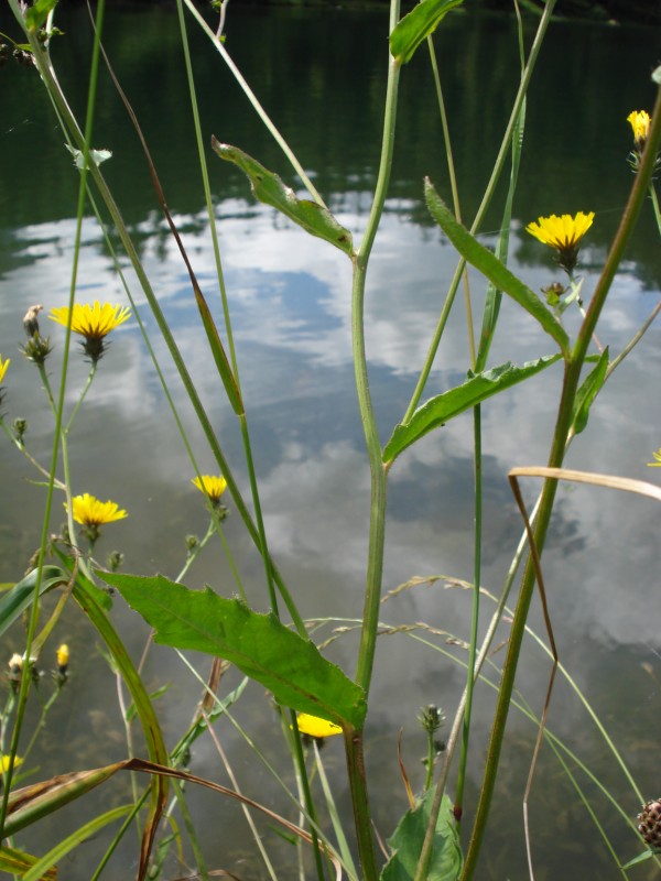 Hieracium ?? no, Picris hieracioides