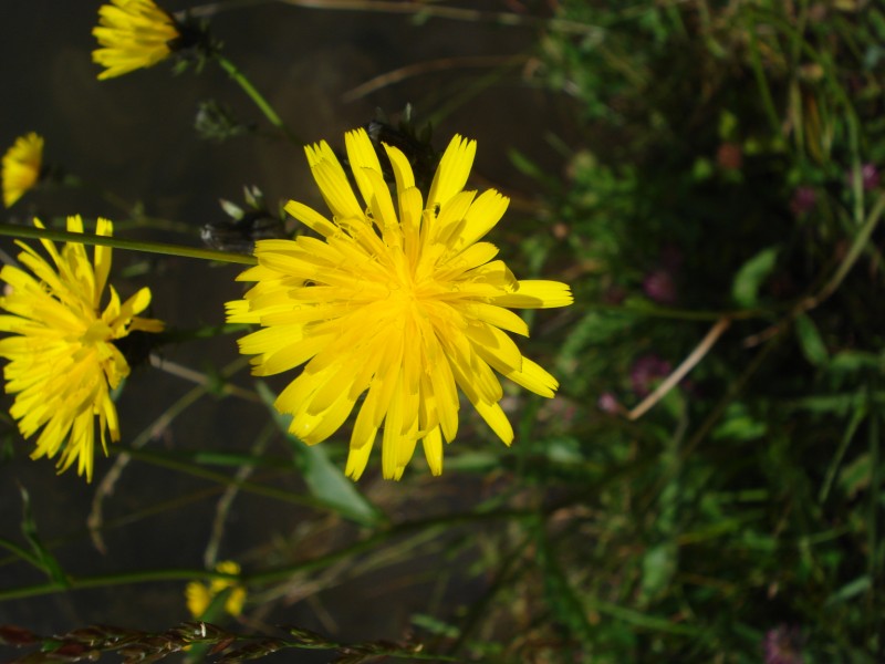 Hieracium ?? no, Picris hieracioides