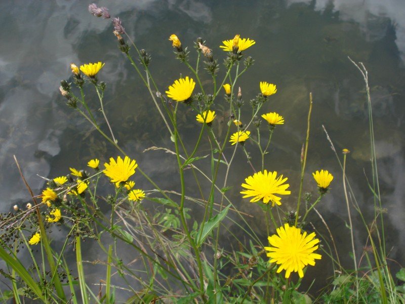 Hieracium ?? no, Picris hieracioides