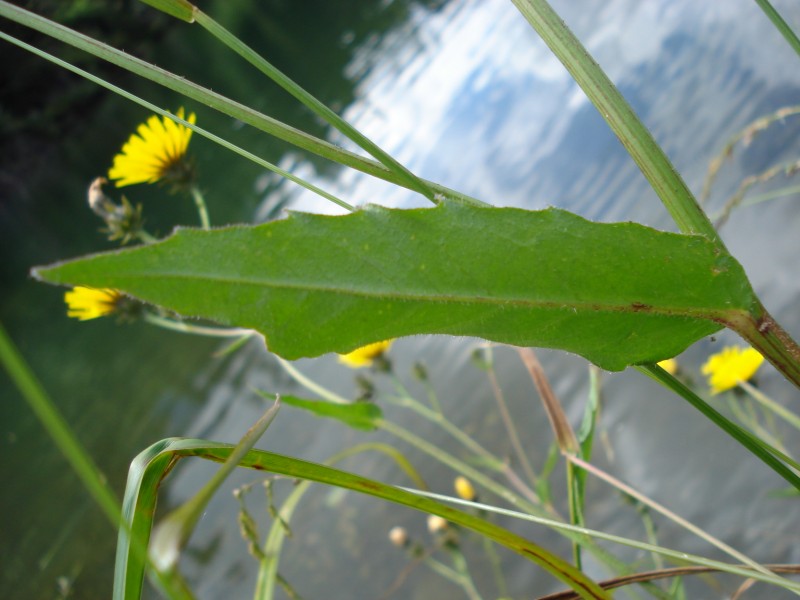 Hieracium ?? no, Picris hieracioides