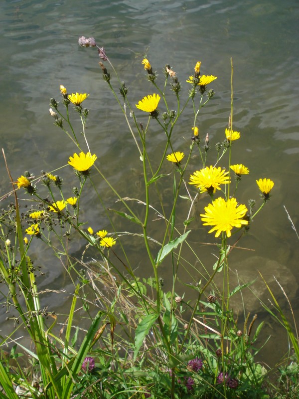 Hieracium ?? no, Picris hieracioides