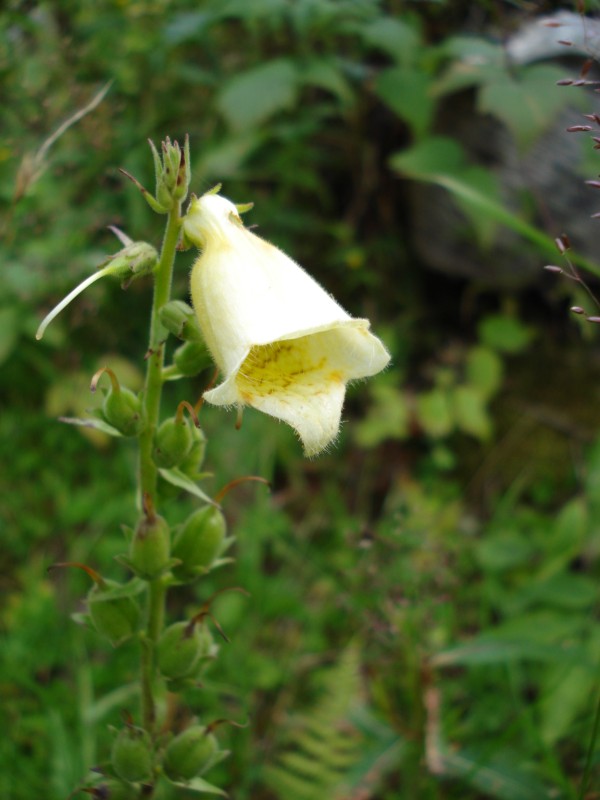 Digitalis grandiflora / Digitale gialla grande