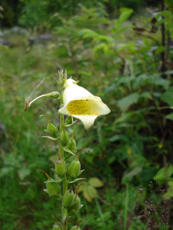 Digitalis grandiflora / Digitale gialla grande