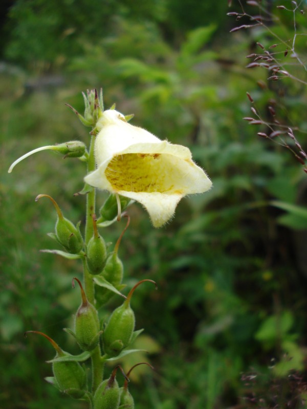 Digitalis grandiflora / Digitale gialla grande