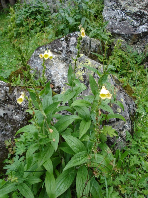 Digitalis grandiflora / Digitale gialla grande