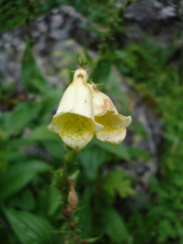 Digitalis grandiflora / Digitale gialla grande