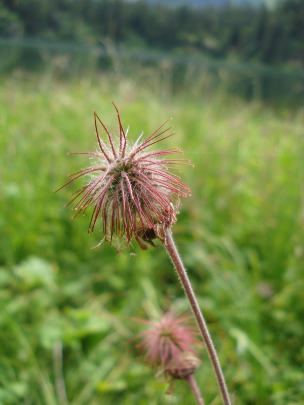 Geum rivale