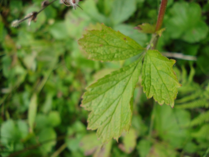 Geum rivale