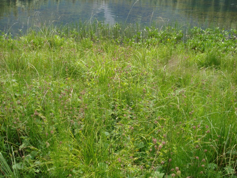 Geum rivale