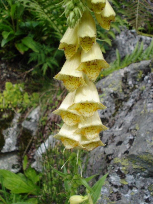 Digitalis grandiflora / Digitale gialla grande