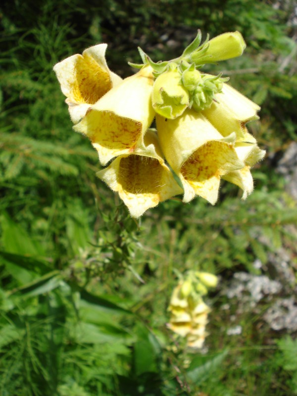 Digitalis grandiflora / Digitale gialla grande