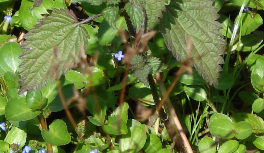 Veronica beccabunga