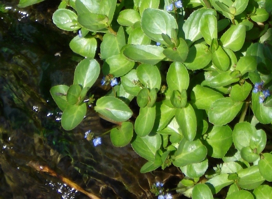 Veronica beccabunga