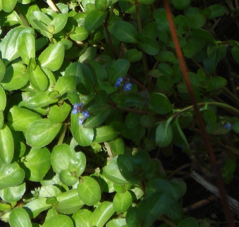 Veronica beccabunga