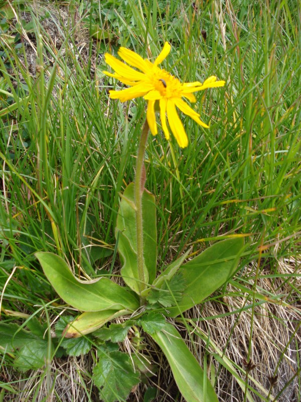 Arnica montana / Arnica