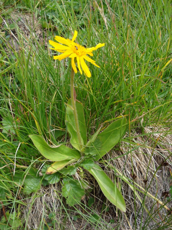 Arnica montana / Arnica