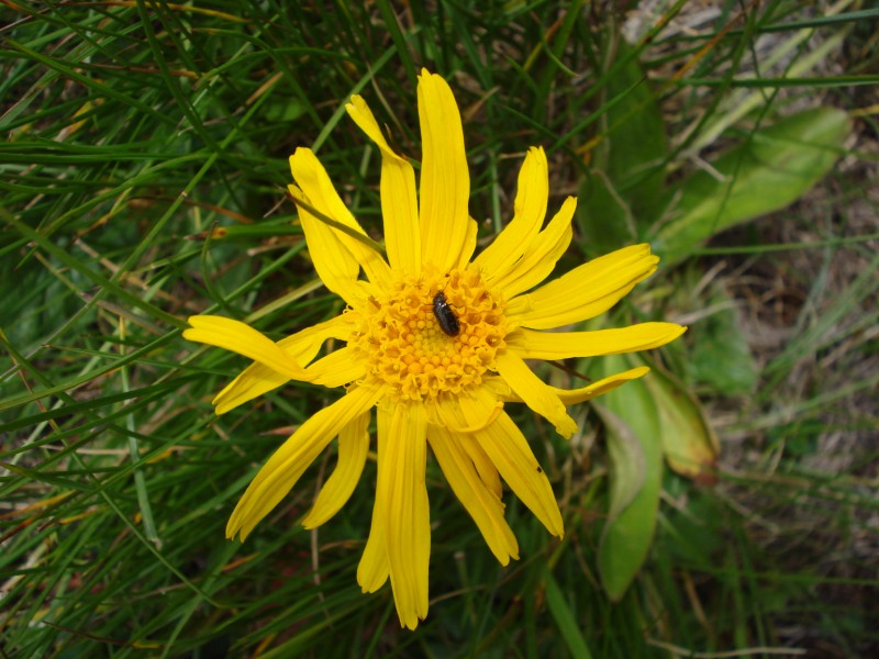 Arnica montana / Arnica